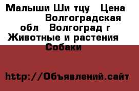 Малыши Ши тцу › Цена ­ 8 000 - Волгоградская обл., Волгоград г. Животные и растения » Собаки   